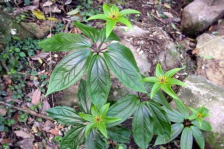 七叶一枝花,种棵草药也很美